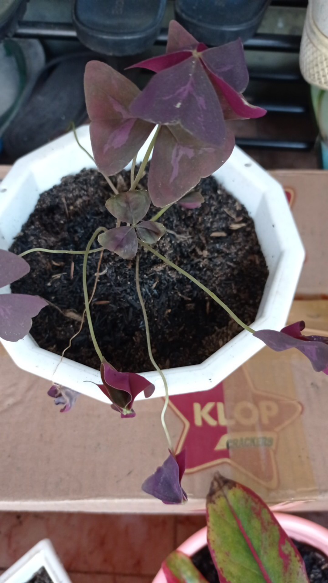 Promo Tanaman Hias Daun Kupukupu Ungu Kupu Kupu Oxalis Tanaman Unik