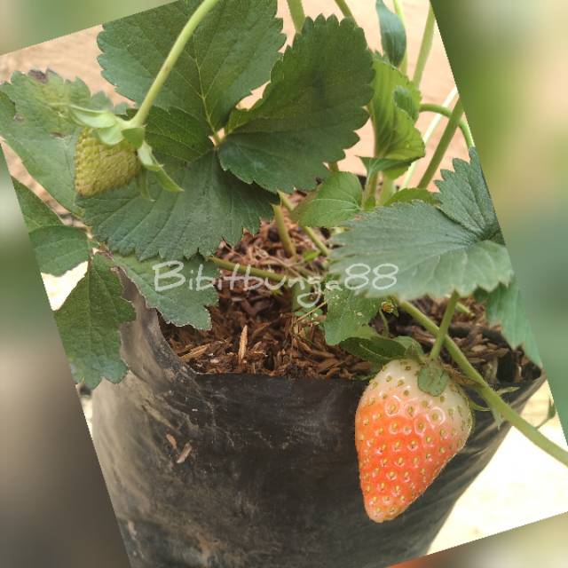 Jual Tanaman Jadi !! Bibit Buah Strawberry JUMBO | Shopee Indonesia