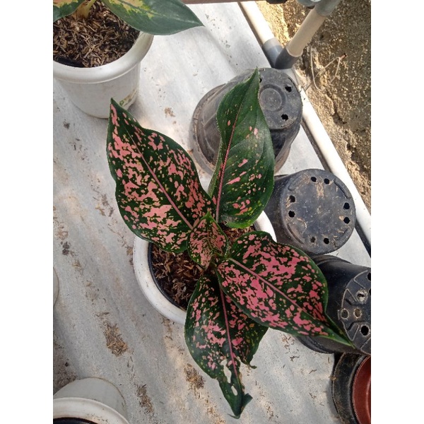 aglonema 4 batang pink dal,red panama,qos,lady kristin
