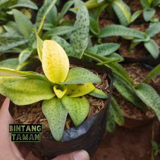 Tanaman lidah katak - tanaman lidah katak