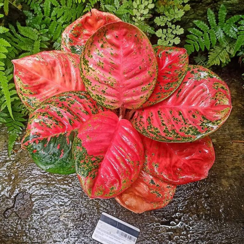 bibit bonggol aglonema wulandari