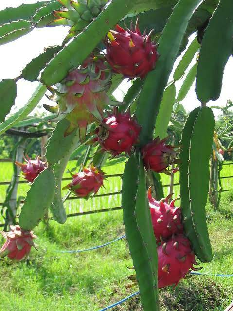 Bibit Tanaman Buah Naga Merah