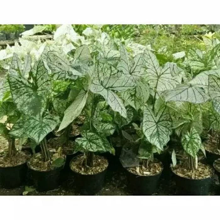 Tanaman hias caladium beauty thai white keladi putih