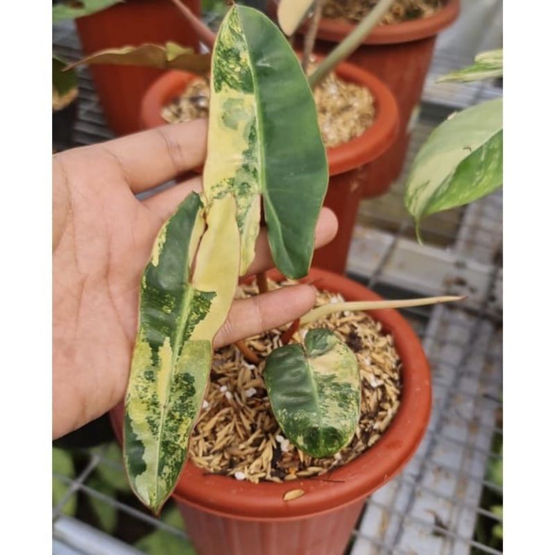 Bibit Bonggol Philodendron Billietiae Varigata kabel busi variegata philo