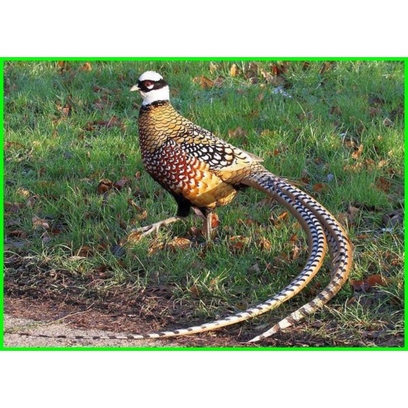 

telur ayam hias reeves's pheasant untuk di tetaskan