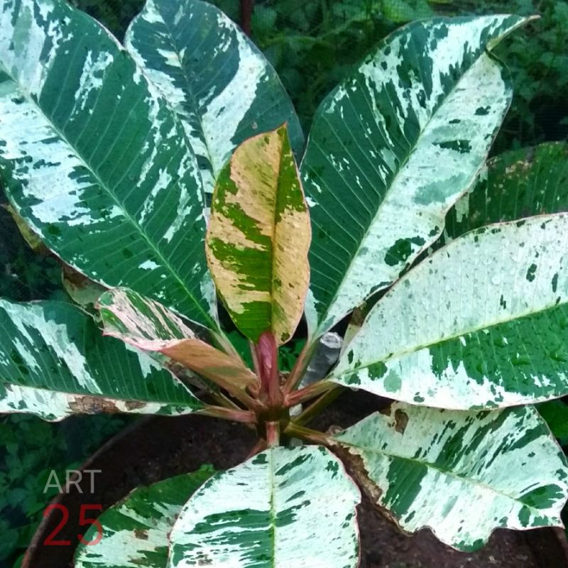 Plumeria Variegata 'Maya' Kamboja Bali Varigata