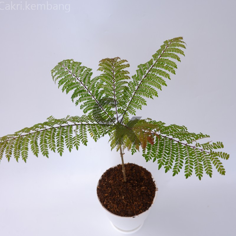 Jual Jakaranda - Bibit Pohon Jacaranda - Tanaman Cakaranda - Tanaman