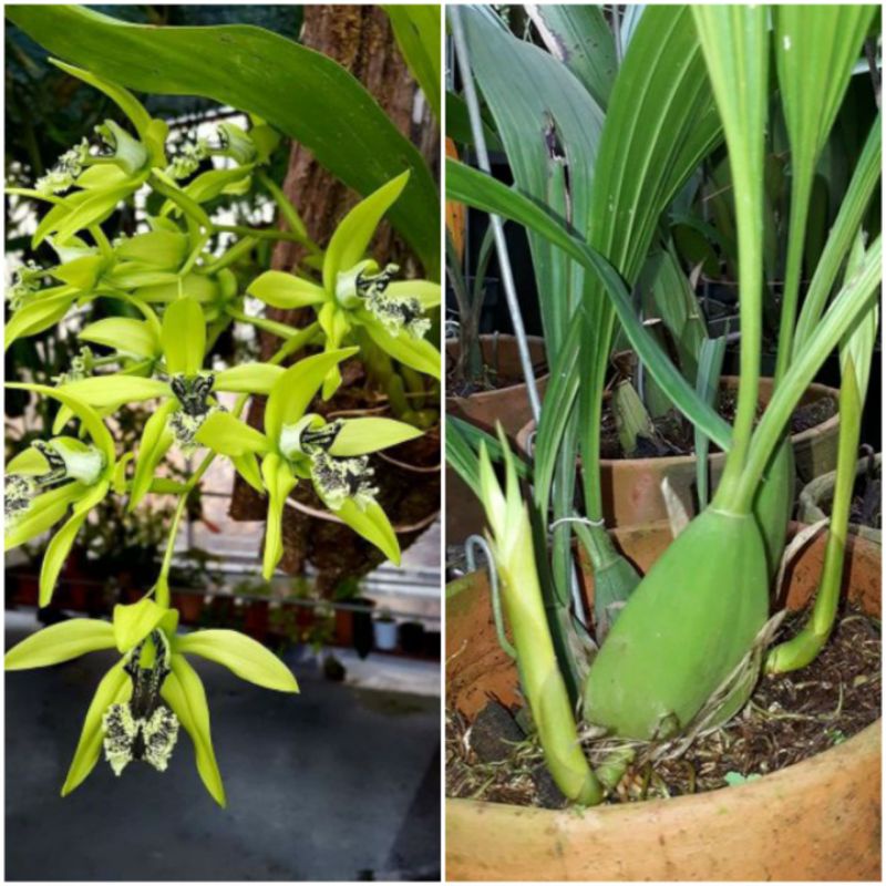 READY ANGGREK PANDURATA HITAM