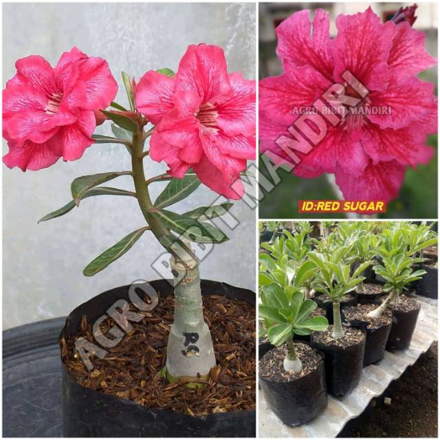 

ADENIUM TUMPUK|KAMBOJA JEPANG RED SUGAR