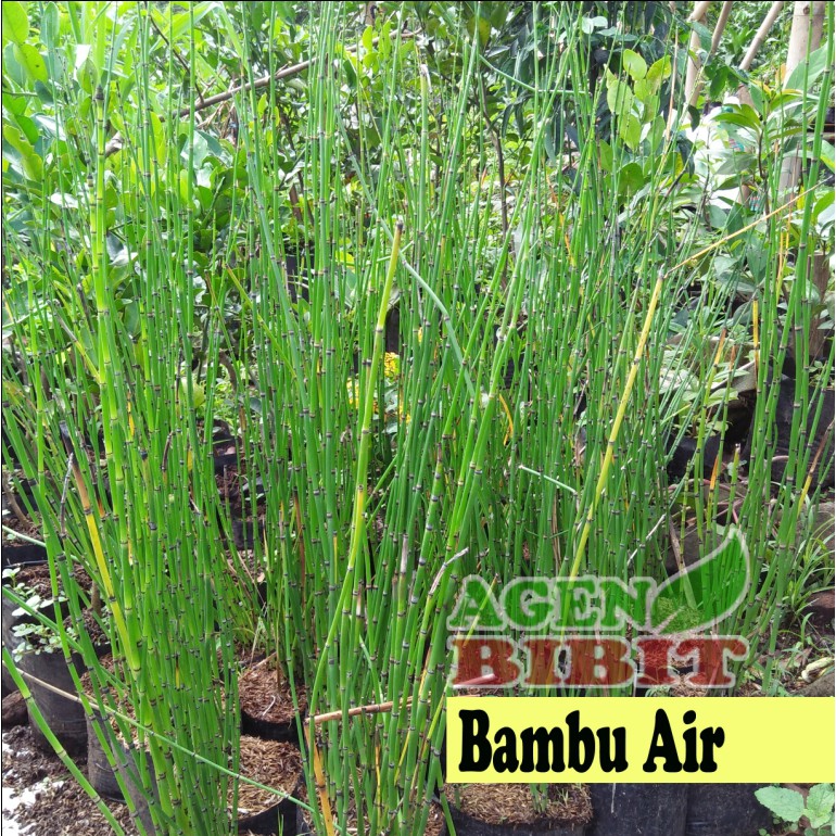 Tanaman Hias Bambu Air - Bambu Mini - Pohon Untuk Hias Pagar - Batang Unik
