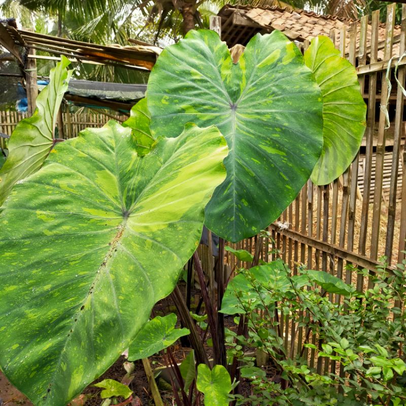 colocasia lemon lime gecko