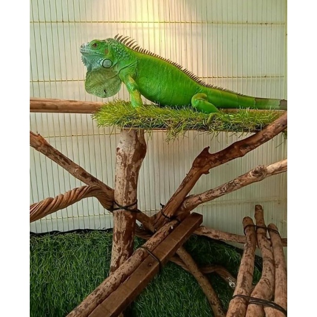 iguana hijau colombus