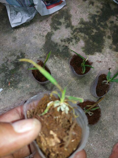 Seedling Vanda
