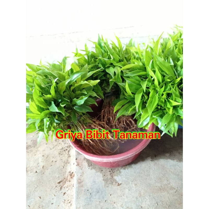 PAKET 100 BIBIT GAHARU CABUTAN GAHARU AQUILARIA MALACCENSIS Griya Bibit Tanaman