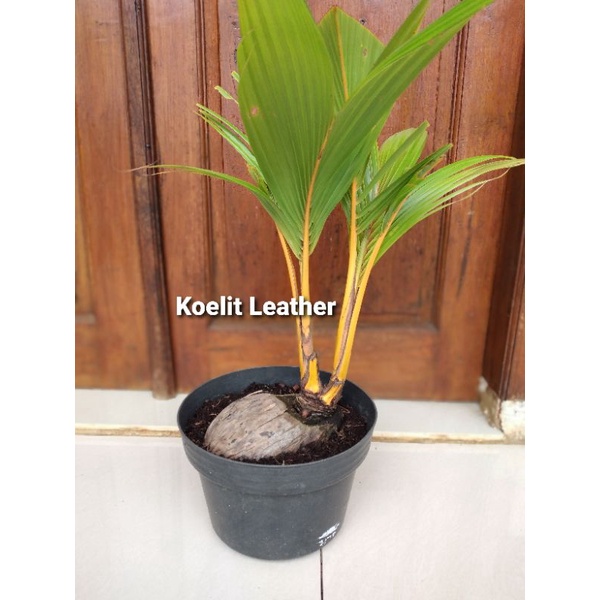 bonsai kelapa Gading Orange Cabang 2 tunas dua asli alami unik dan langka