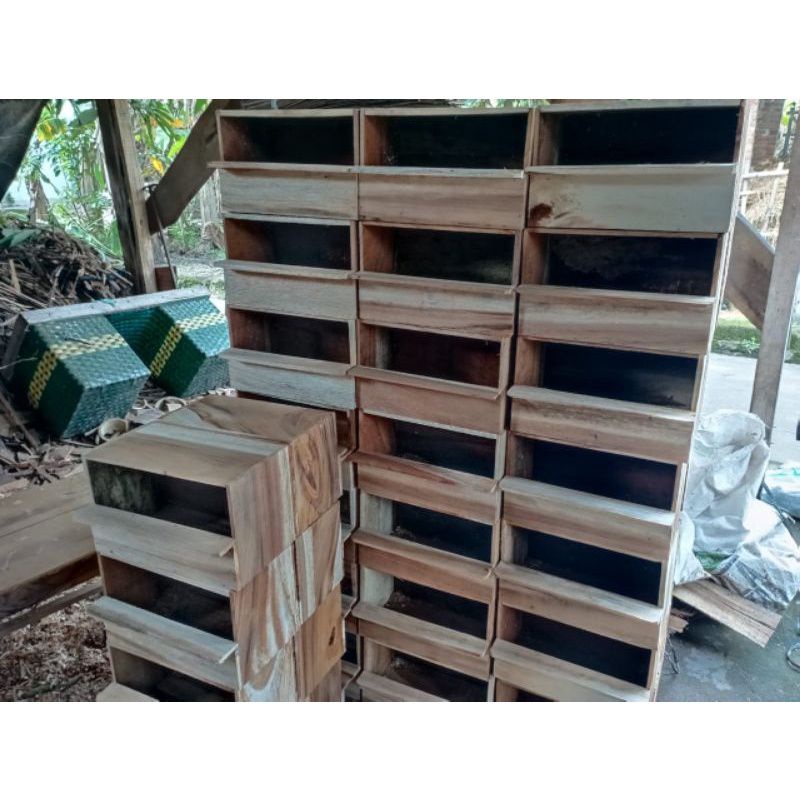 Glodok burung sarang murai Glodok bertelur murai free sarang