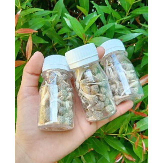 

jamu mpot ayam putih original