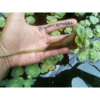 kapu kapu dwarf pistia apu apu mini  tanaman aquascape 