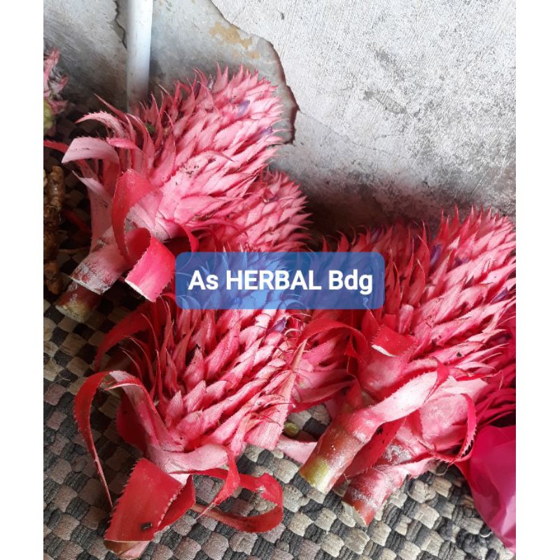 

JUAL Nanas merah nanas muda nanas hutan asli 1 kg