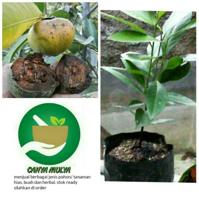 Bibit pohon tanaman buah black sapote - pohon buah langka
