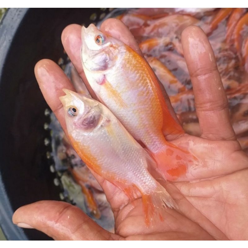 paket bibit ikan nila gesit warna isi 50 ekor ukuran : 2 jari full