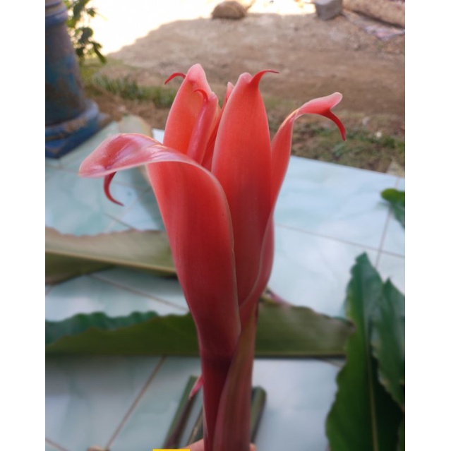 

Bunga Combrang/Kecombrang Merah 1kg