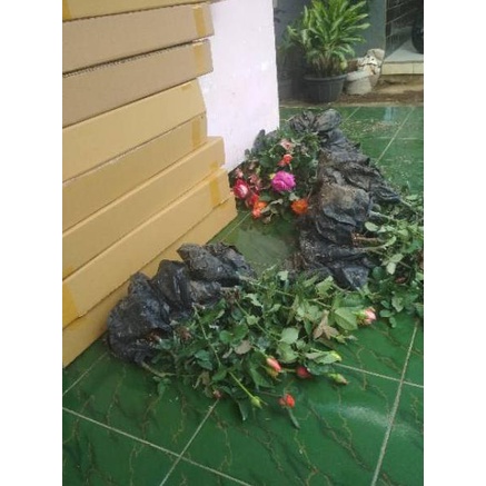 Big Discount MAWAR PAKET 10 POHON MAWAR HOLLAND KELOPAK BESAR