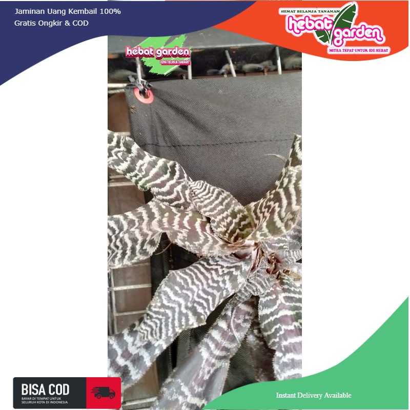 Cryptanthus BLACK MYSTIC - Kerang nanas Tokek hitam