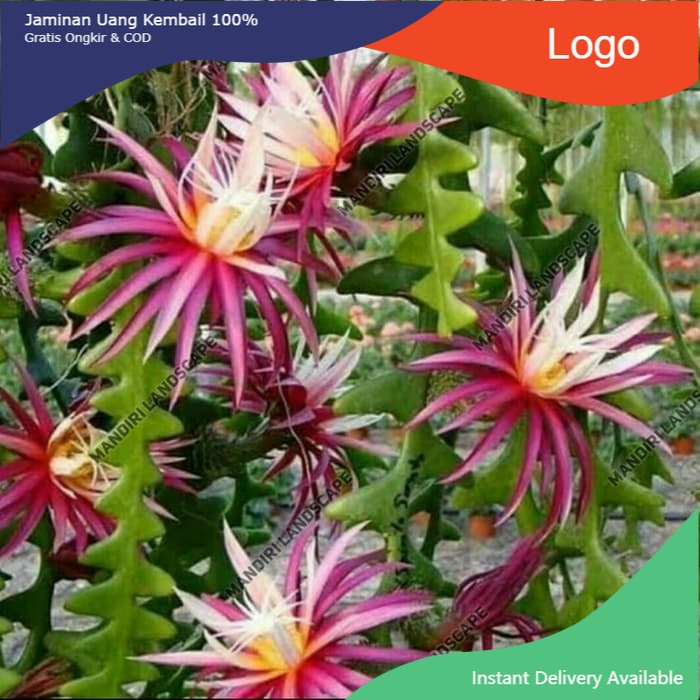 tanaman hias wijaya kusuma keris - wijaya kusuma keris