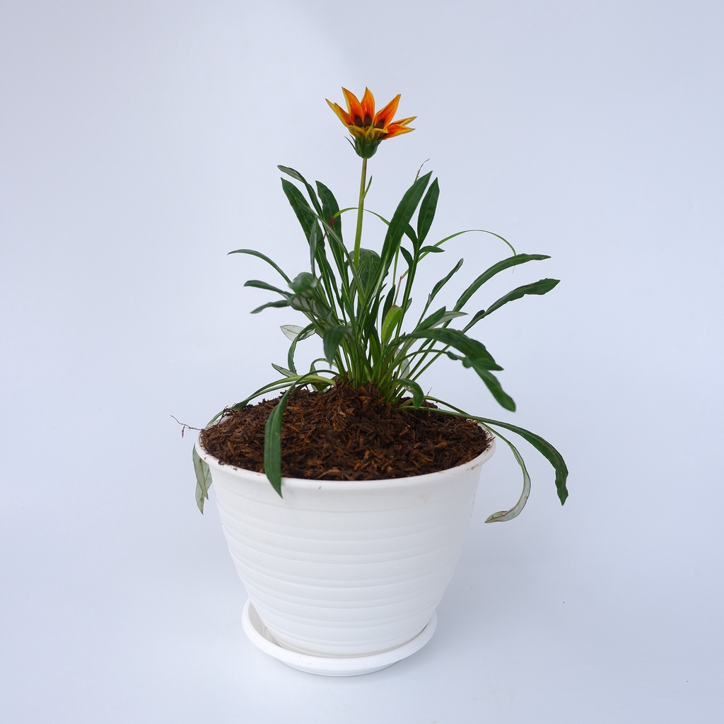 Tanaman Hias Gazania Orange