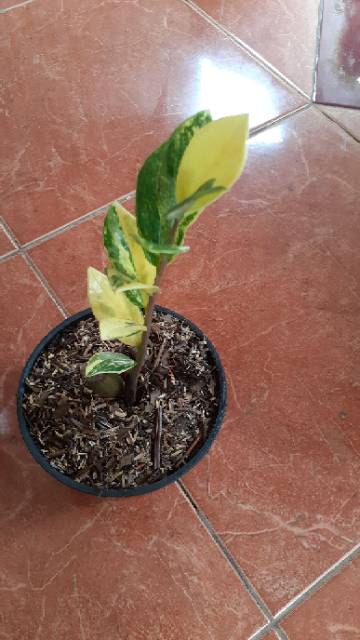 Zamia Kulkas Varigata Varigate Indonesia