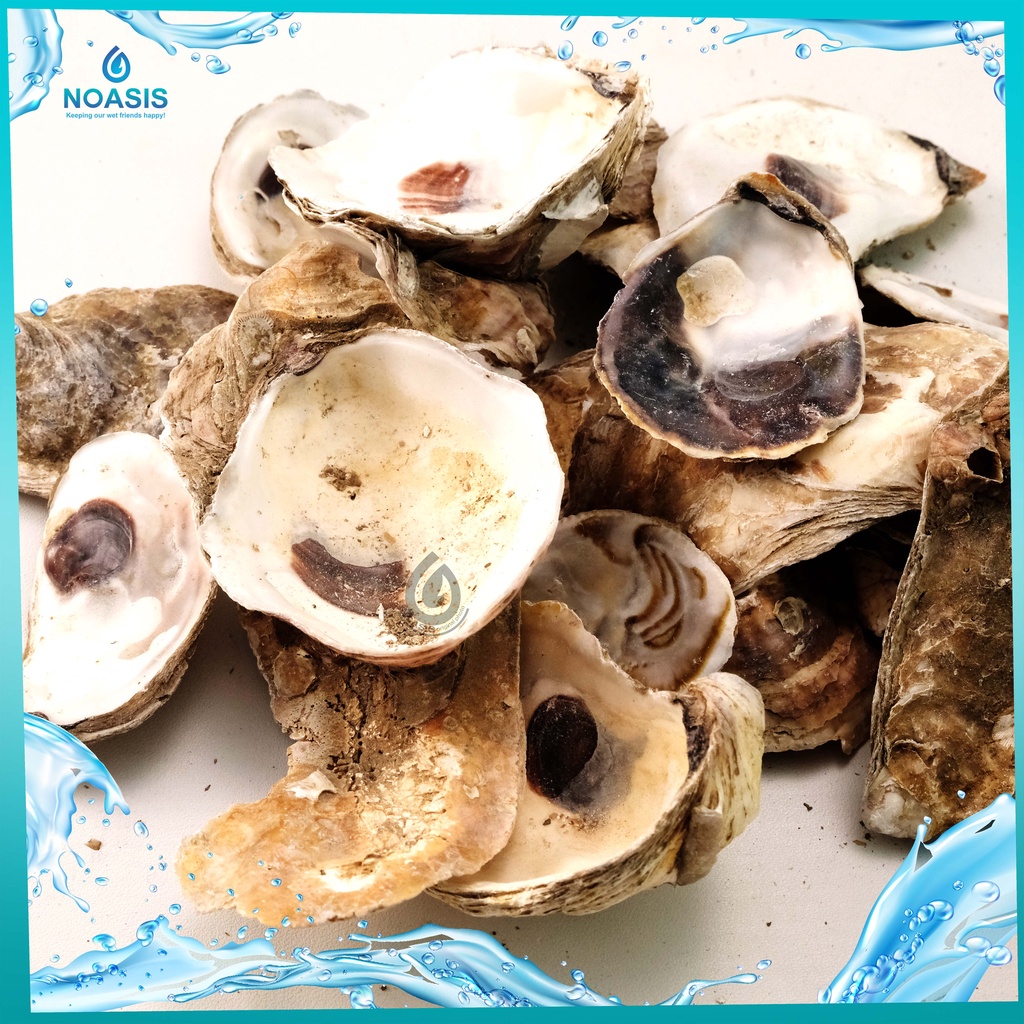 OYSTER SHELL KULIT KERANG MEDIA FILTER KOLAM KOI 1 KG MURAH