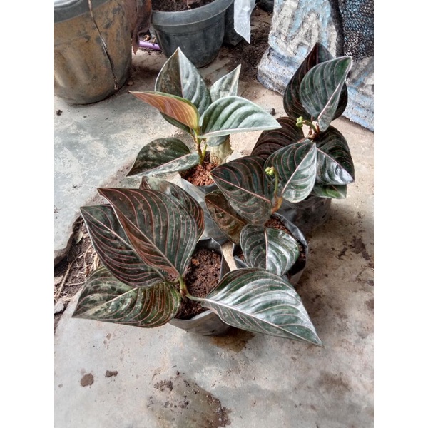 aglonema rotundum Aceh rawatan ukuran dewasa