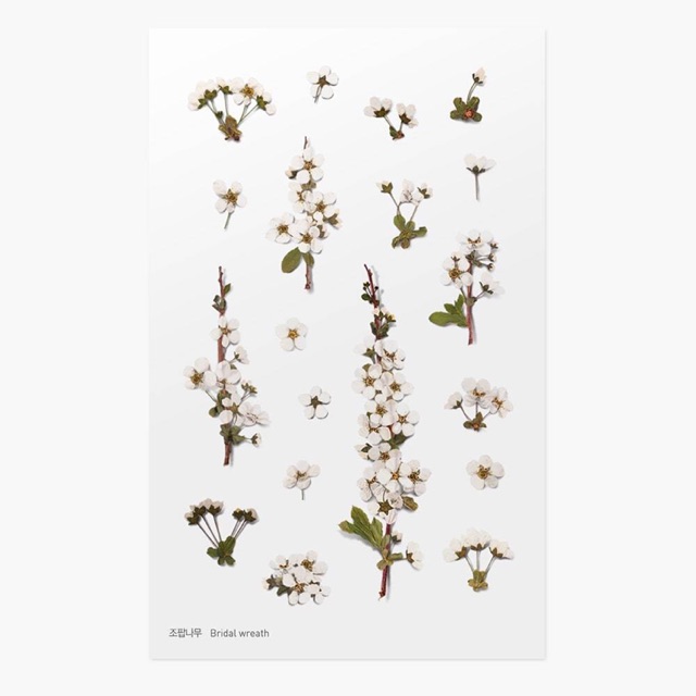 

Appree Pressed Flower Sticker - Bridal Wreath [010]