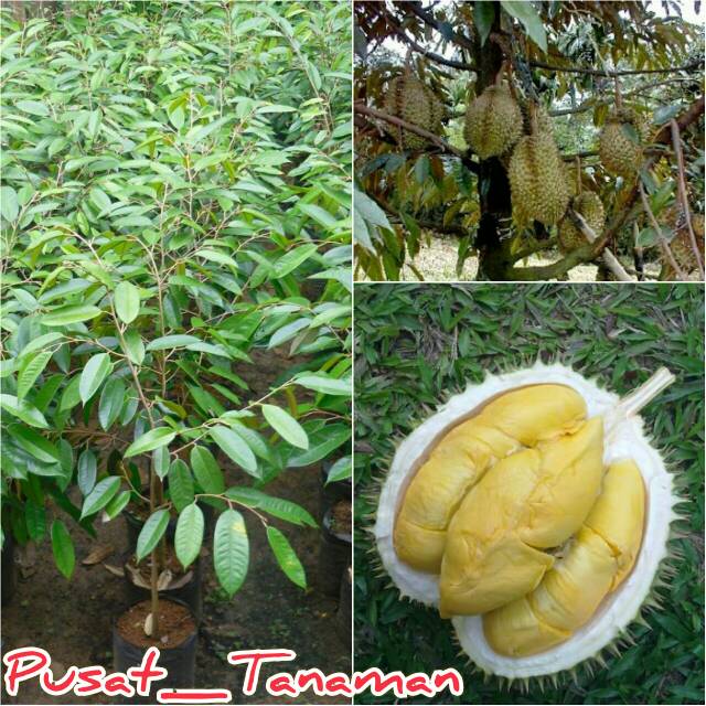Bibit Durian Musang King