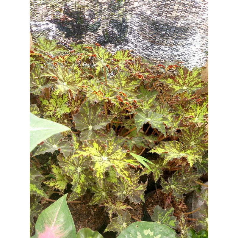 tanaman hias begonia bintang berbulu-begonia bintang-begonia gurita-begonia bintang berbulu gurita