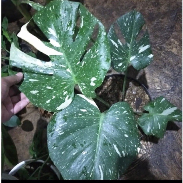 tanaman hias monstera varigata monthai besar