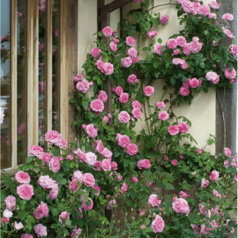 Climbing Rose / Mawar Rambat Pink