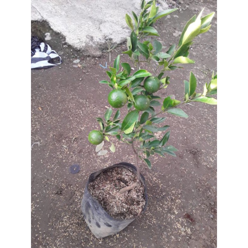 bibit jeruk kprok siem madu berbuah