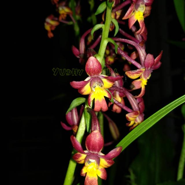 Anggrek Tanah Calanthe Flava Var Rubra Spesies Wonosobo
