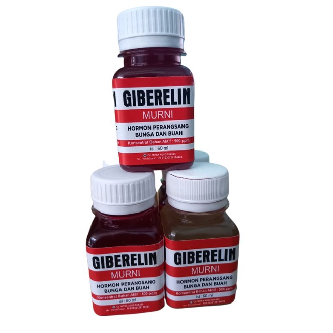 GIBERELIN HORMON PERANGSANG TUMBUHAN
