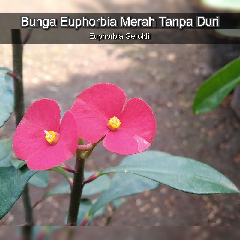 Tanaman Hias Bunga Euphorbia Geroldii - Bunga Euphorbia Merah Tanpa Duri