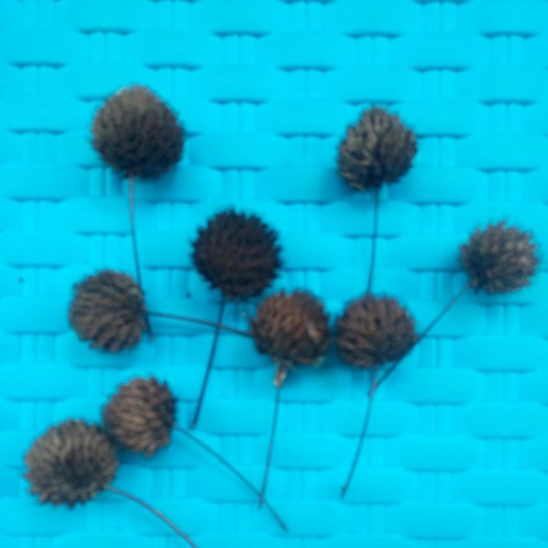 bunga kering pom pom/marigold 8000 per 12 tangkai