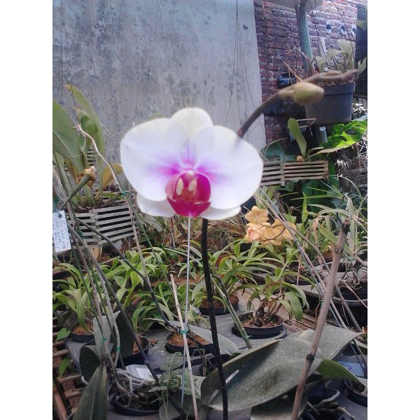 Paket 3 bibit anggrek dendrobium bulan vanda dan Catleya botol hybrid