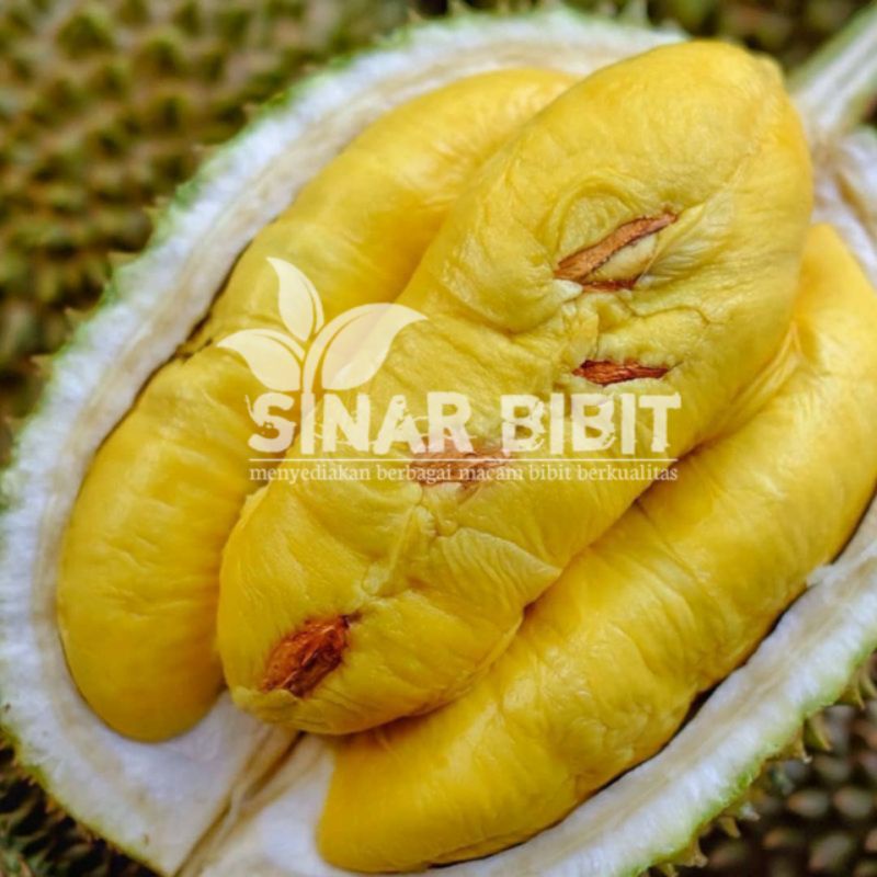 bibit durian monthong kaki 3cepat berbuah