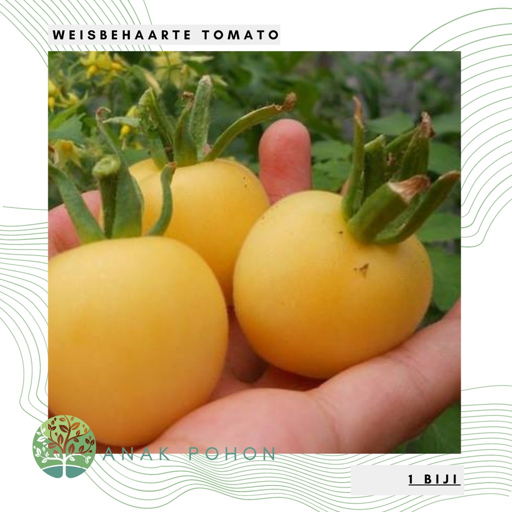 Benih Bibit Biji - Tomat Kuning Weisbehaarte Tomato Seeds