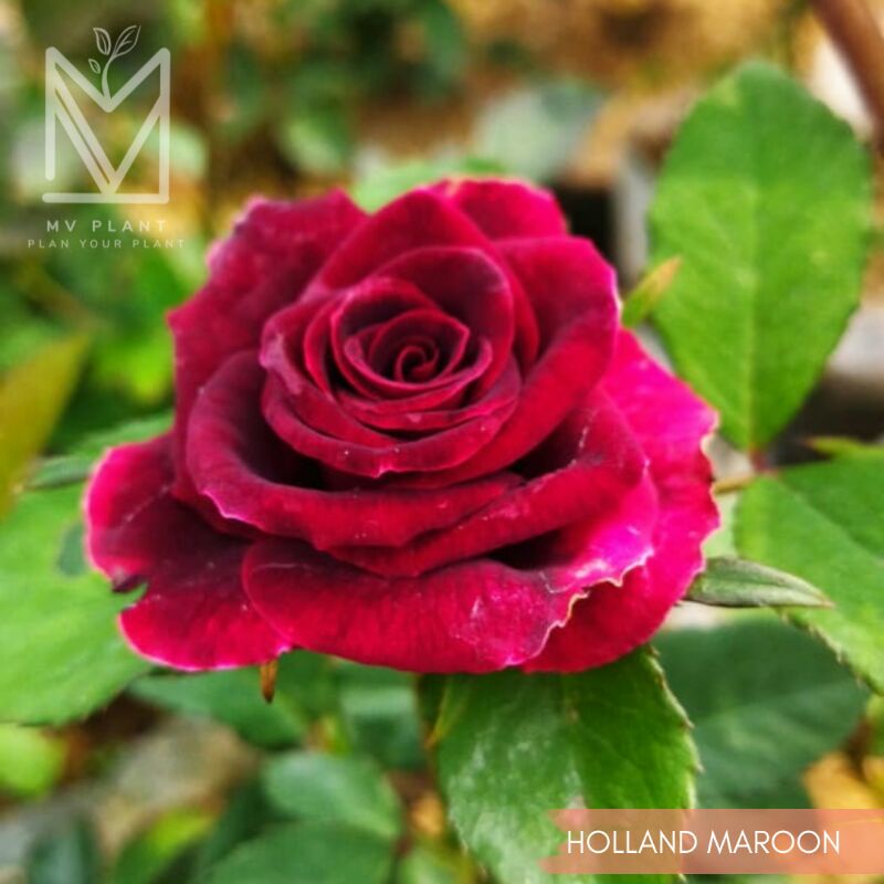 BUNGA MAWAR HOLLAND MAROON-Mawar Merah -Mawar Merah Maroon -Mawar Marun