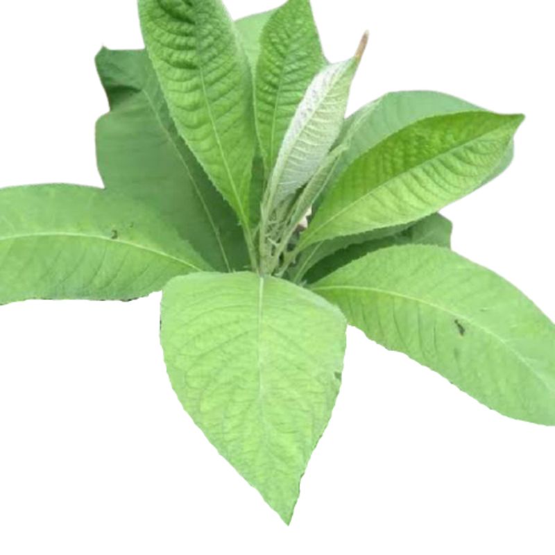 

Daun sembung 100 gram fresh & organic