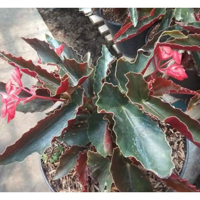 Tanaman Hias Bunga Begonia Polkadot Merah.
