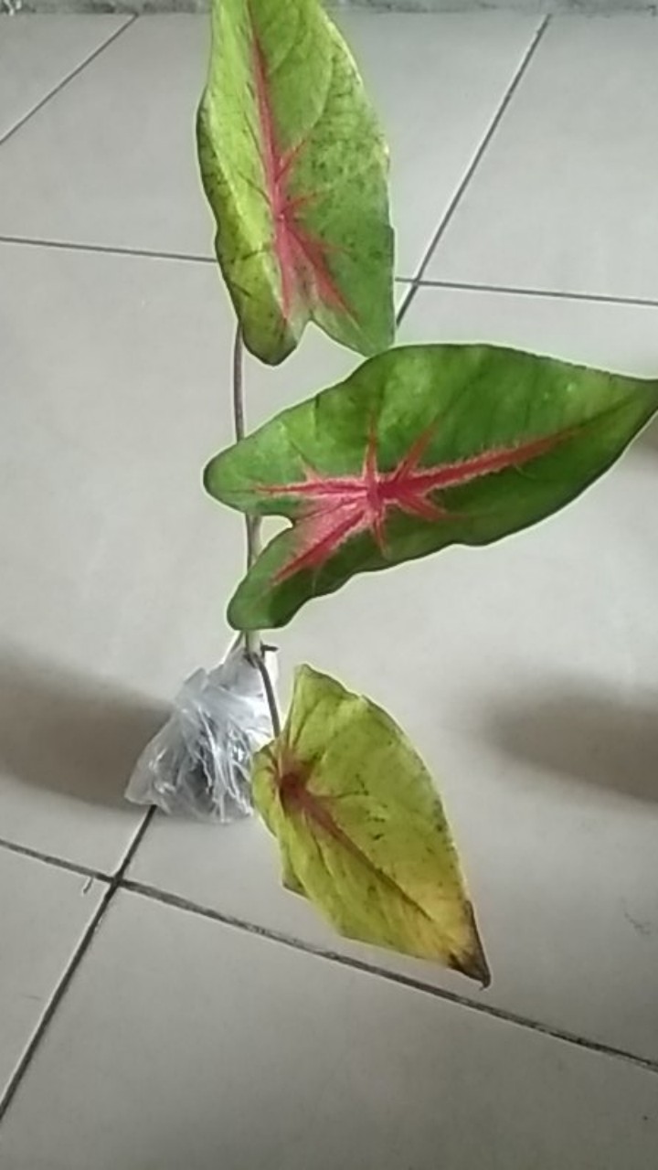 Kladi Joker Keladi Joker Caladium Ace Of Hear Jantung Hati